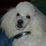 Poodle Paco