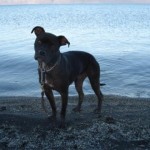 Pyramid Lake Paco