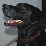 Ranger in Zuma