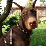 Red X in Pandora with Leash