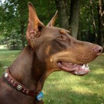 Red X Pandora Leather Dog Collar