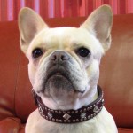 reisey in custom rhinestone andstudded leather dog collar reisey in custom rhinestone andstudded leather dog collar