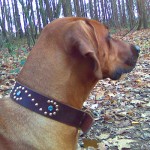 ridgeback_custom_leather_dog_collar ridgeback custom leather rhinestone swirl dog collar