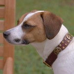 Sheena Custom Leather Dog Collar