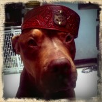 Gypsy