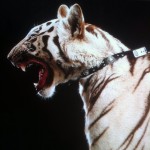 Tiger wearing the Celtic