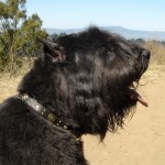 Tor In Collar