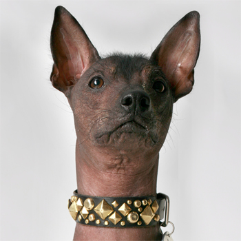 Designer  Collar on Xdog Custom Designer Studded Leather Dog Collar   Paco Collars