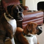 zoe moto custom leather star dog collars zoe moto custom leather star dog collars