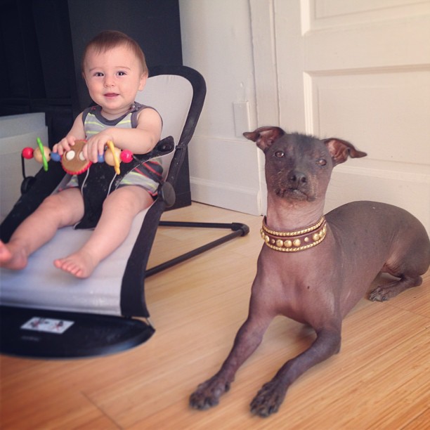 Xdog’s Corner On Being a Big Sister Paco Collars Custom Leather Dog Collars